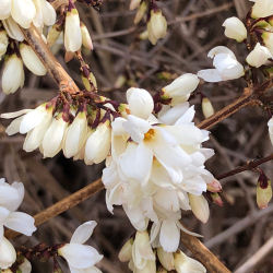 Forsythia, White